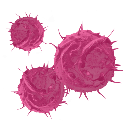 Having more cord blood stem cells can affect transplant outcomes.