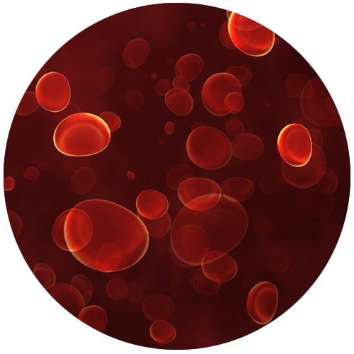 What is cord blood?